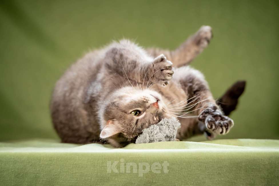 Кошки в Клине: Милош — замурчательный котейка! Мальчик, Бесплатно - фото 5