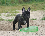 Собаки в Москве: Щенок французского бульдога Тюильри Девочка, 80 000 руб. - фото 4