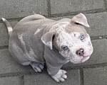 Собаки в других городах Московской области: Девочка AMERICAN BULLY 🔥🔥🔥 Девочка, 120 000 руб. - фото 1