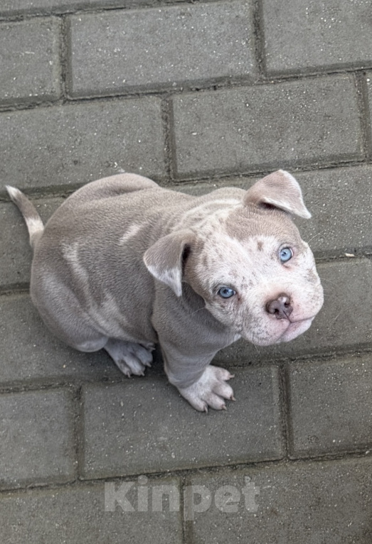 Собаки в других городах Московской области: Девочка AMERICAN BULLY 🔥🔥🔥 Девочка, 120 000 руб. - фото 1