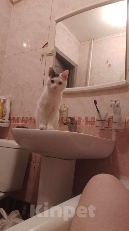 Кошки в Саратове: Срочно в добрые руки Девочка, Бесплатно - фото 4