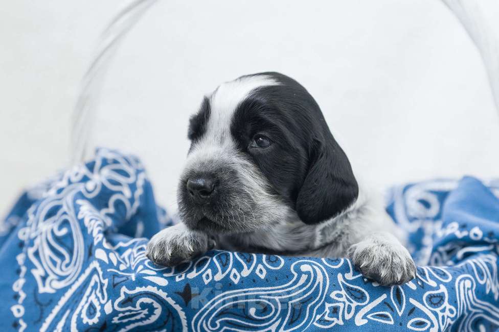 Собаки в Владивостоке: Щенки русского охотничьего спаниеля Мальчик, 50 000 руб. - фото 7