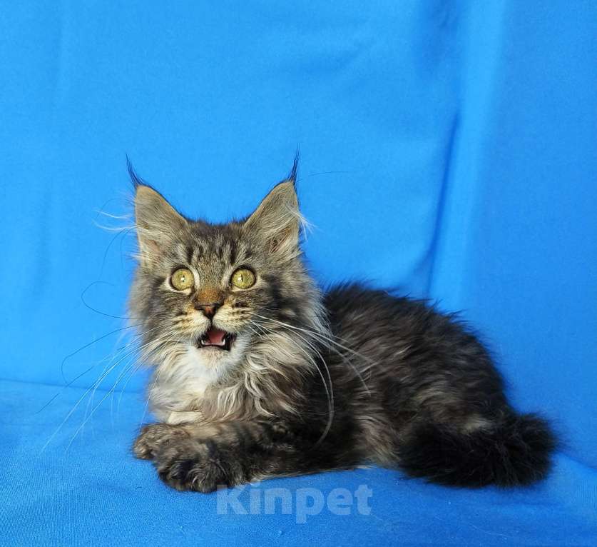 Кошки в Москве: Котёнок Мейн-кун Девочка Девочка, 45 000 руб. - фото 7