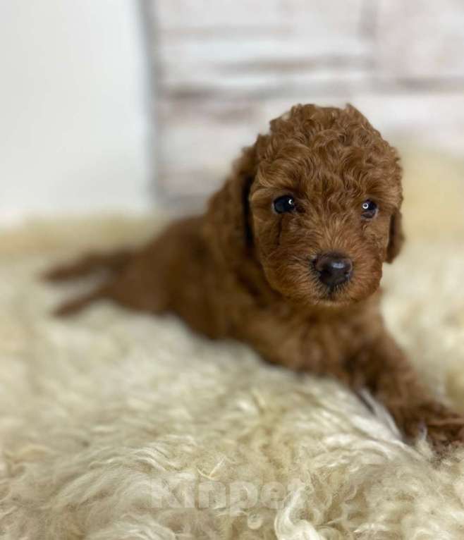 Собаки в Москве: Пудель  той девочки Девочка, 100 000 руб. - фото 5