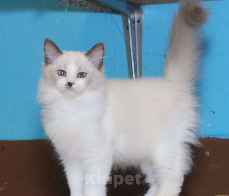 Кошки в Санкт-Петербурге: Рэгдолл Девочка, 35 000 руб. - фото 5