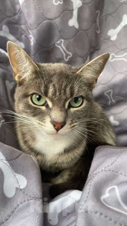 Кошки в Москве: Василиса - гордая леди Девочка, Бесплатно - фото 3