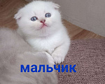 Кошки в Краснодаре: Британский длинношёрстный котенок Мальчик, 8 000 руб. - фото 1