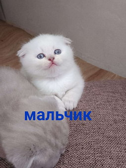 Объявление: Британский длинношёрстный котенок, 8 000 руб., Краснодар