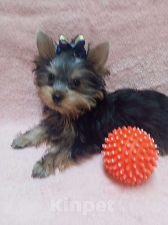 Собаки в Москве: мальчик  красавчик миник Мальчик, 40 000 руб. - фото 1