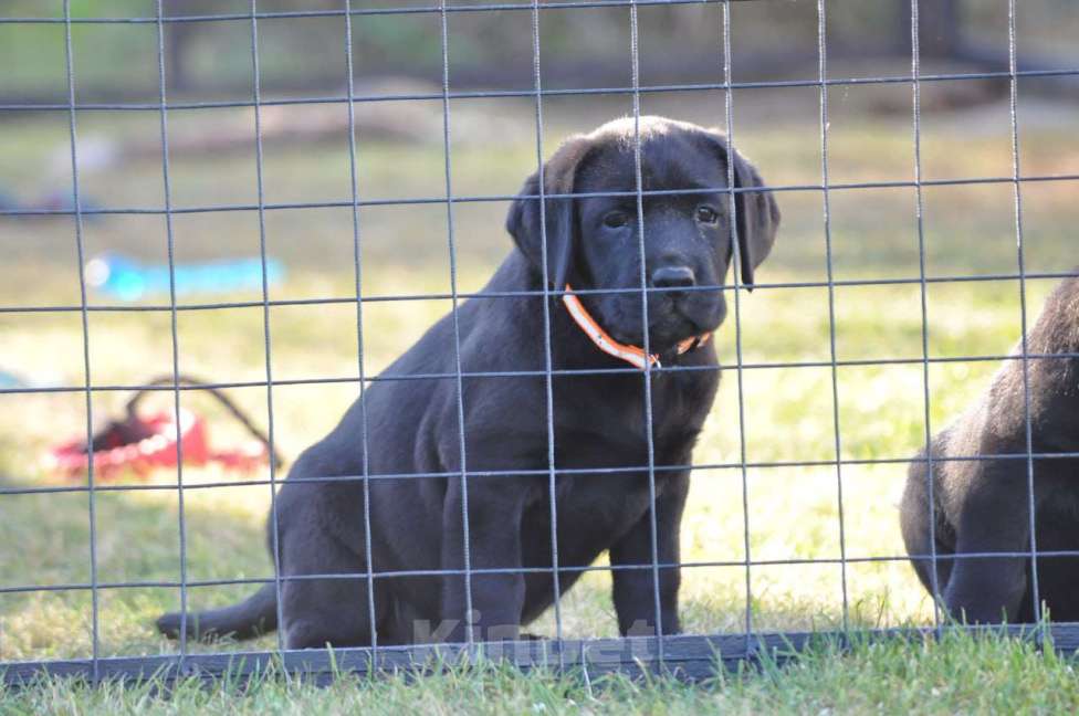 Собаки в Ижевске: Щенки лабрадора ретривера! Мальчик, 60 000 руб. - фото 8