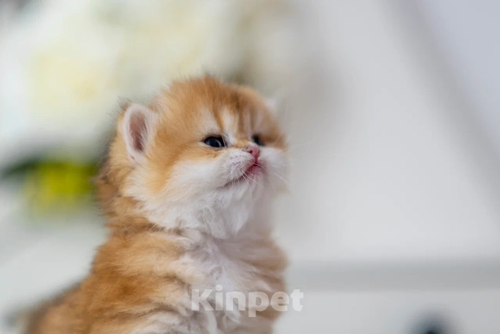 Кошки в Балашихе: Британская девочка Булочка Девочка, 75 000 руб. - фото 4