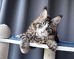 Кошки в Москве: Котёнок мейн-кун Veyron Molly — голубоглазая принцесса с плюшевыми щёчками и королевскими кисточками Девочка, 150 000 руб. - фото 3