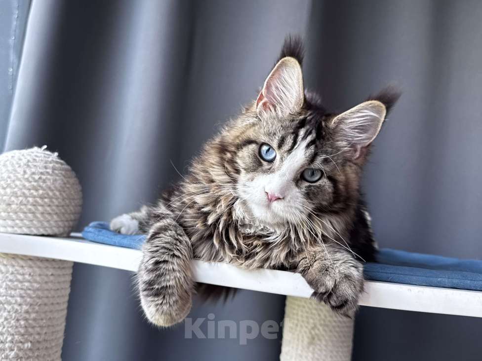 Кошки в Москве: Котёнок мейн-кун Veyron Molly — голубоглазая принцесса с плюшевыми щёчками и королевскими кисточками Девочка, 150 000 руб. - фото 3