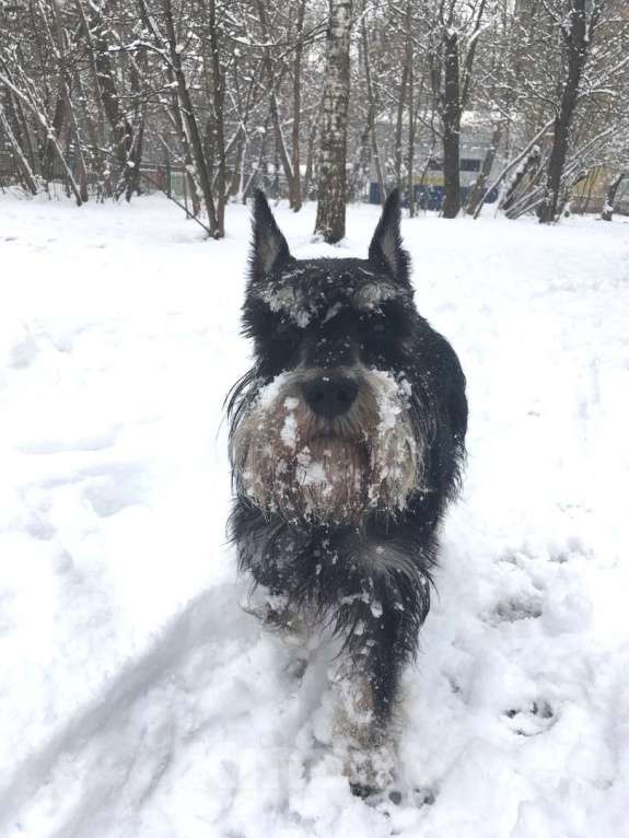 Собаки в Королеве: Красавец цвергшнауцер ищет даму сердца Мальчик, 10 000 руб. - фото 4