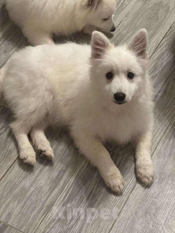 Собаки в Москве: Японский шпиц Мальчик, 50 000 руб. - фото 6