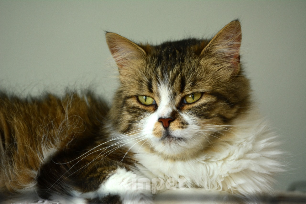 Кошки в Воронеже: Кошка в добрые руки бесплатно  Девочка, Бесплатно - фото 4