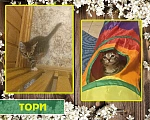 Кошки в Санкт-Петербурге: Игривая кошечка Тори Девочка, 1 руб. - фото 2