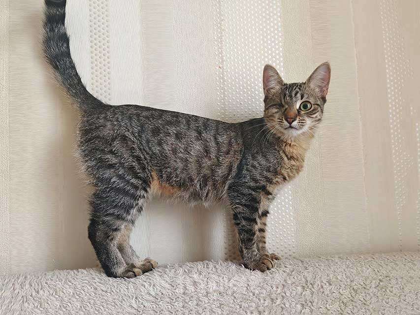 Кошки в Москве: Ласковая кошечка-подросток ищет дом Девочка, Бесплатно - фото 3