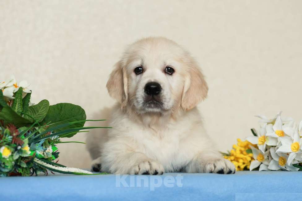 Собаки в Воронеже: Щенки золотистого ретривера Мальчик, 60 000 руб. - фото 7