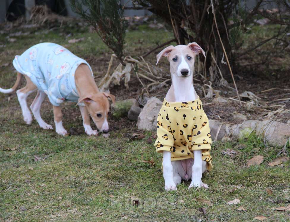 Собаки в Москве: Красавица Карелия Девочка, Бесплатно - фото 6