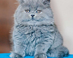 Кошки в Санкт-Петербурге: Чистокровный британский котенок Роберт Мальчик, 30 000 руб. - фото 4