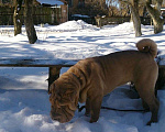 Собаки в Дзержинске: Сэм 7лет Мальчик, 1 руб. - фото 1