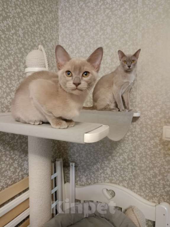 Кошки в Москве: Бурманские лиловые котята Мальчик, 40 000 руб. - фото 6
