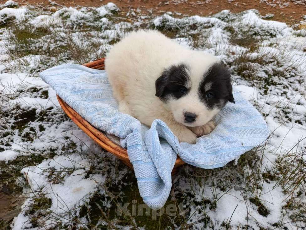Собаки в Малоярославце: щенки пиренейской горной собаки_мальчик 1 Мальчик, 40 000 руб. - фото 8