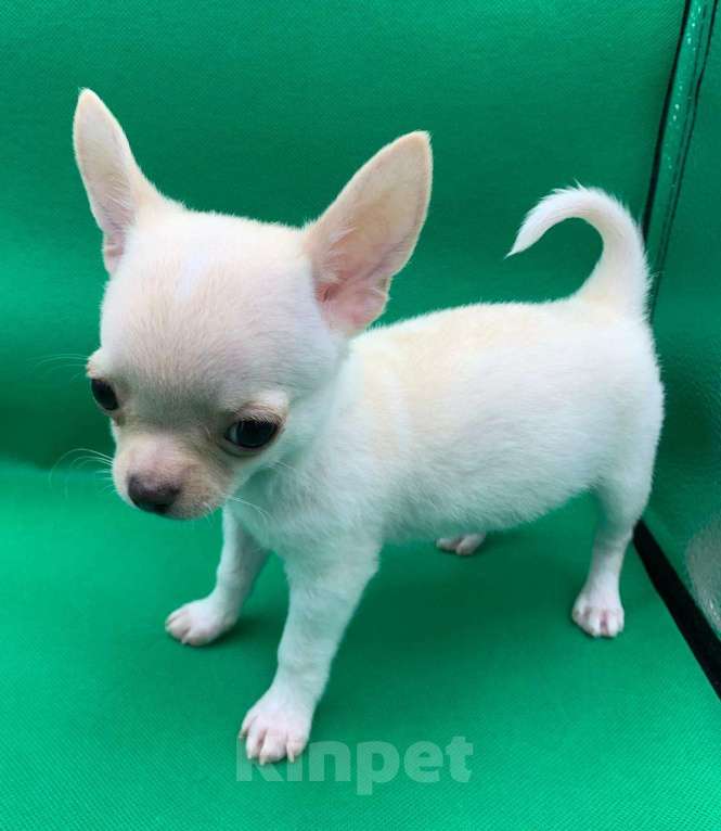 Собаки в Москве: Щенок чихуахуа мальчик короткошерстный.  Мальчик, 60 000 руб. - фото 3