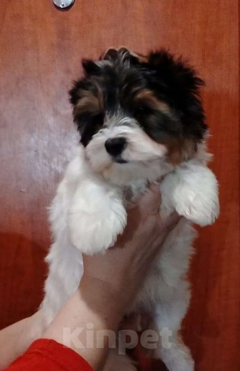 Собаки в Тольятти: Супер детка Девочка, Бесплатно - фото 1