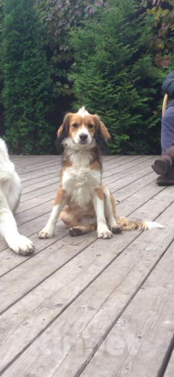 Собаки в Москве: Мальчик для вязки  Мальчик, Бесплатно - фото 3