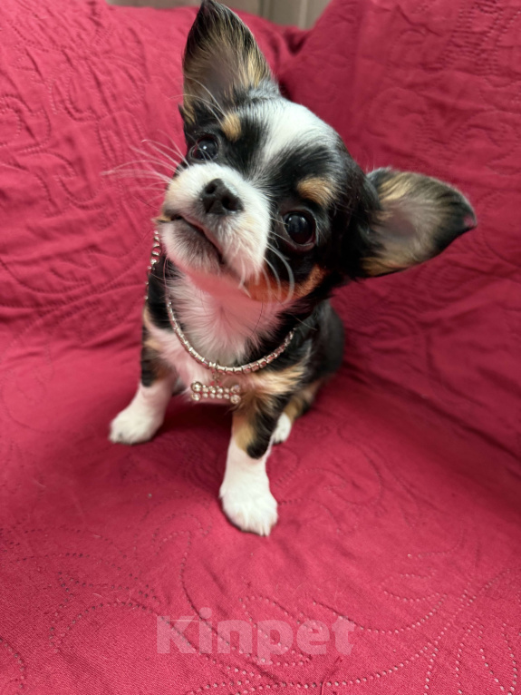 Собаки в других городах Московской области: Девочка чихуахуа Герда Девочка, 50 000 руб. - фото 3