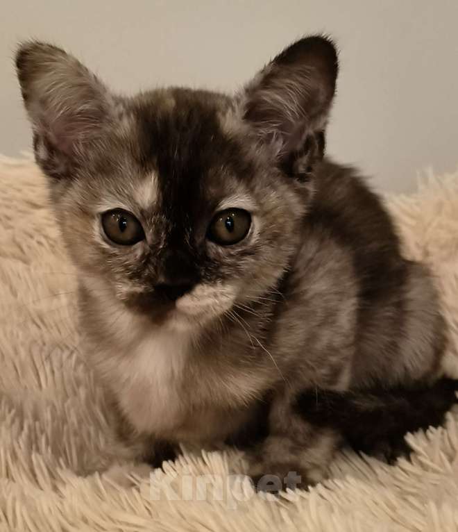 Кошки в Краснодаре: Соболинная черепаха Девочка, 250 000 руб. - фото 1