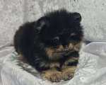 Собаки в Звенигороде: Мальчик Померанского шпица Мальчик, 65 руб. - фото 1