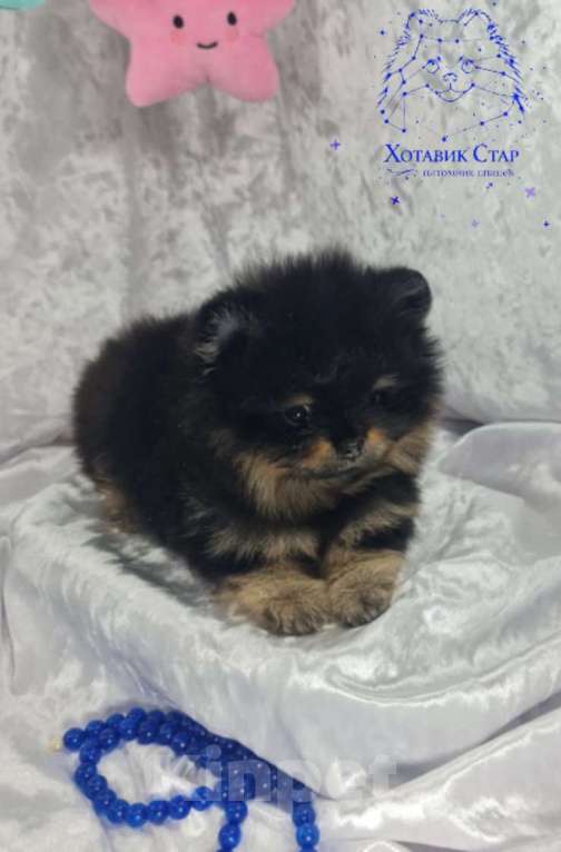 Собаки в Звенигороде: Мальчик Померанского шпица Мальчик, 65 руб. - фото 1