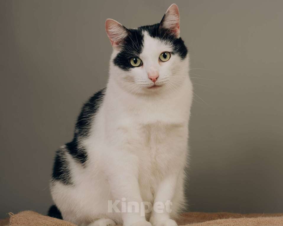 Кошки в Одинцово: Матильда ищет хозяина! Девочка, 100 руб. - фото 4