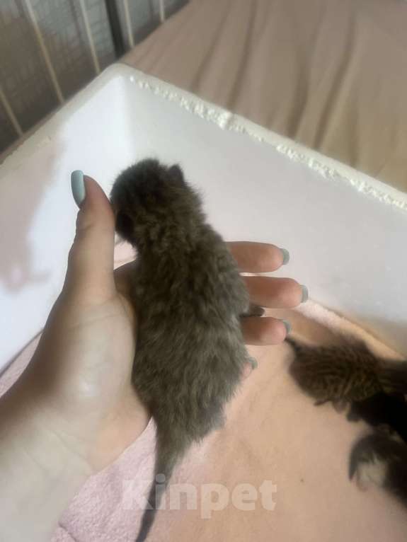 Кошки в Москве: Котята в добрые руки бесплатно  Мальчик, Бесплатно - фото 7