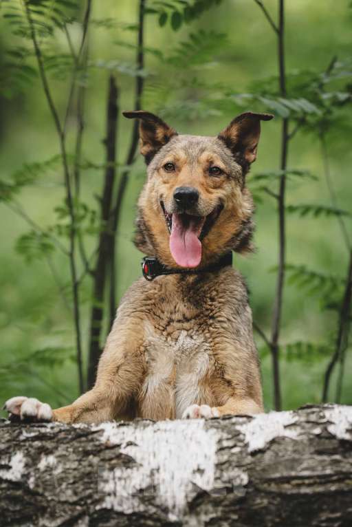 Собаки в Москве: Особенный Немо в поиске особенного человека! Мальчик, Бесплатно - фото 3