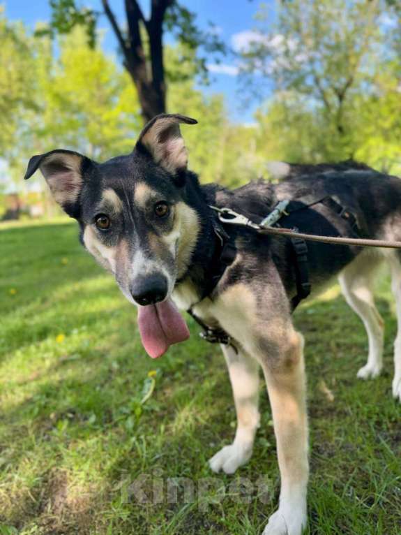 Собаки в Москве: Мира - ласковая собака из приюта Девочка, Бесплатно - фото 2