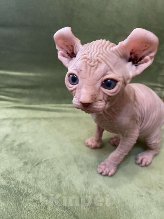 Кошки в Воронеже: Готовятся к продаже очаровательные котята Мальчик, 14 000 руб. - фото 1