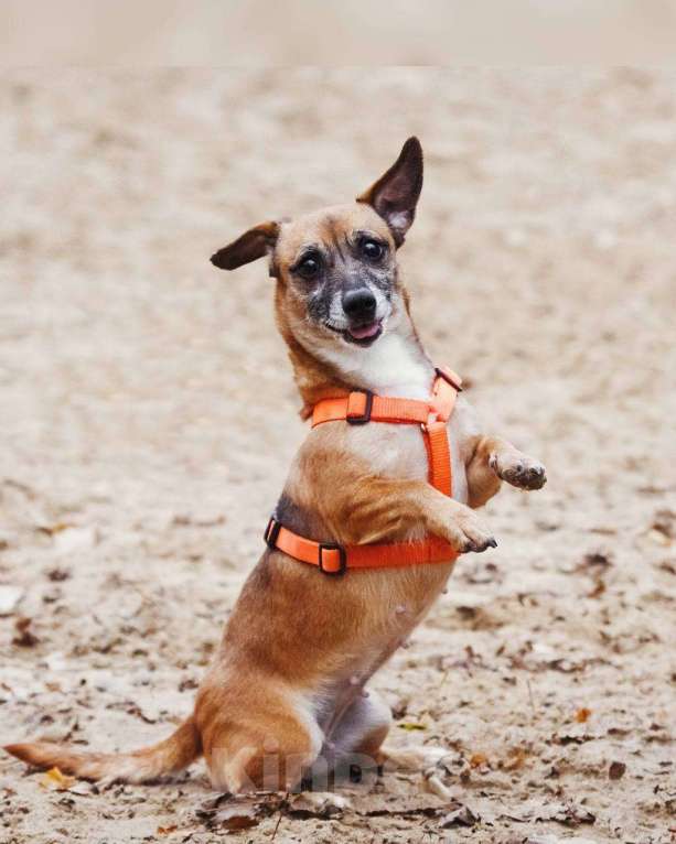 Собаки в Москве: Я Марго :) Девочка, Бесплатно - фото 5