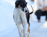 Собаки в Нижнем Новгороде: Русская псовая борзая, щенок Мальчик, 80 000 руб. - фото 2