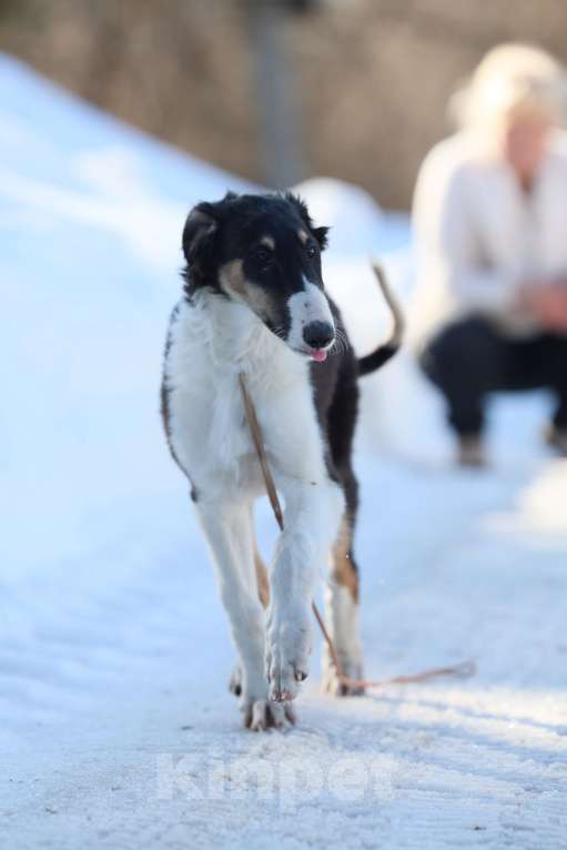Собаки в Нижнем Новгороде: Русская псовая борзая, щенок Мальчик, 80 000 руб. - фото 2