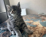 Кошки в Ахтубинске: Котята мейн-кун Девочка, 30 000 руб. - фото 3