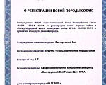 Собаки в Орле: Белый волк - Свято Русский Вой Девочка, 15 000 руб. - фото 5