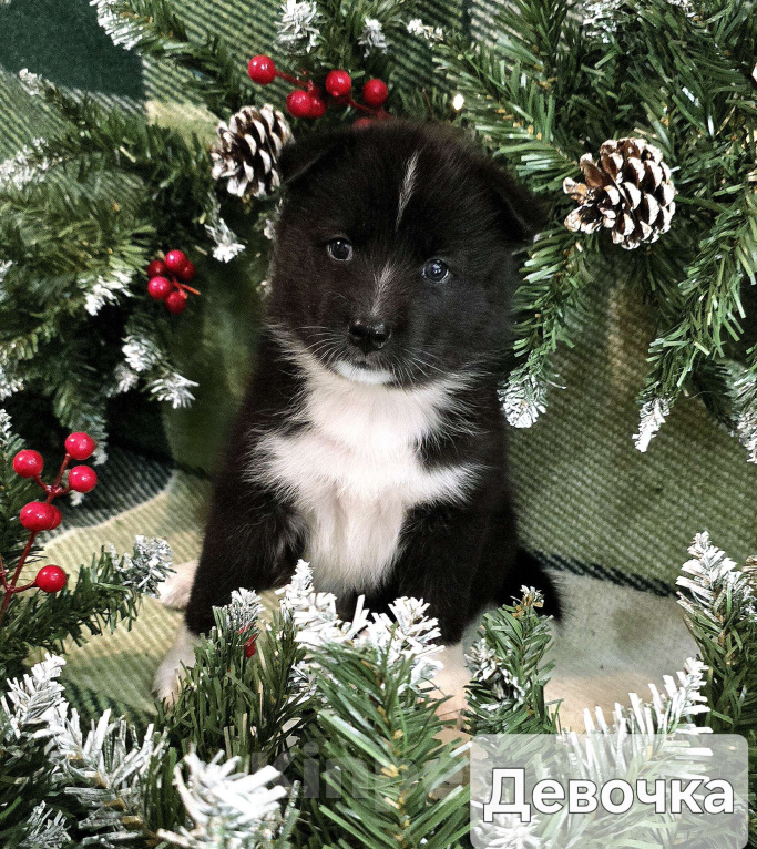 Собаки в Хабаровске: Щенки самоеда и лайки Девочка, Бесплатно - фото 1