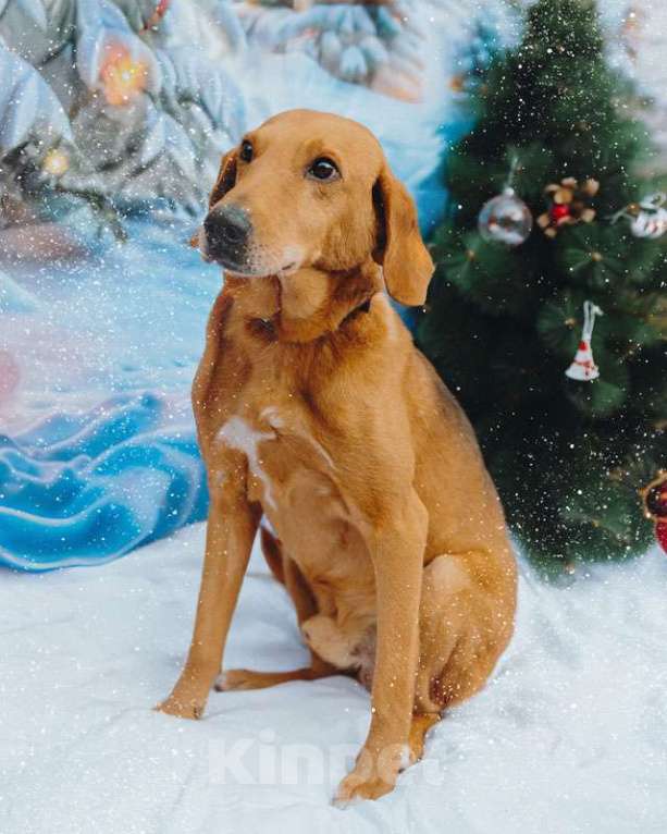 Собаки в Санкт-Петербурге: Молодой песик Рыжулик, метис гончей ищет дом Мальчик, 10 руб. - фото 8