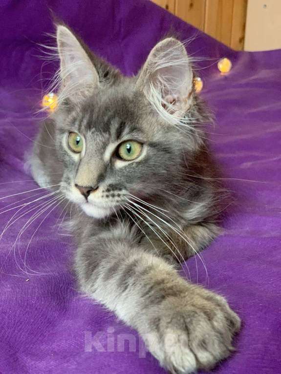 Кошки в Челябинске: КОТЕНОК МЕЙН-КУН ПОЛИДАКТ  Мальчик, Бесплатно - фото 2