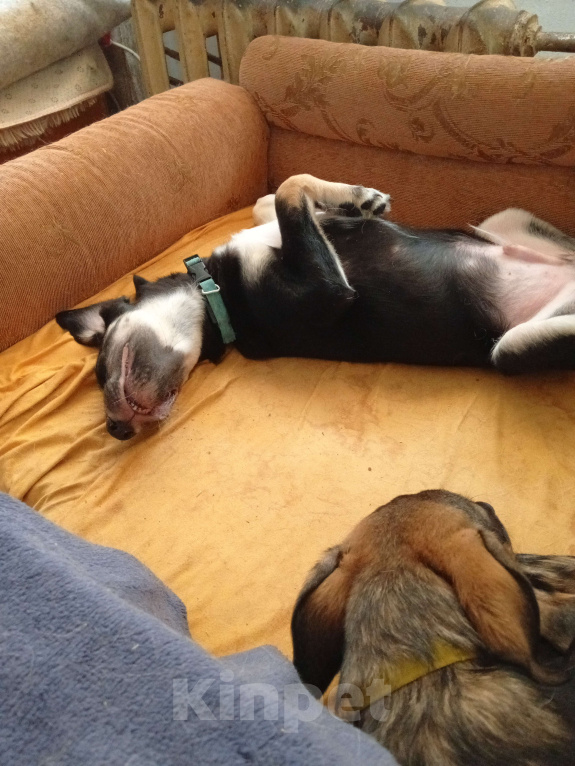 Собаки в Волжском: Прекрасный , добрый парень. Мальчик, Бесплатно - фото 3