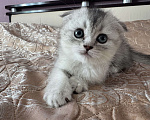 Кошки в Воронеже: Котёнок серебристой британской шиншиллы Девочка, 20 000 руб. - фото 1